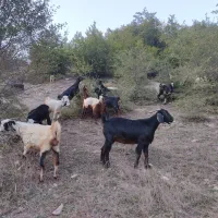 بزفروشی|حیوانات مزرعه|مینودشت, |دیوار