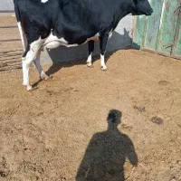 گاو|حیوانات مزرعه|تاکستان, |دیوار