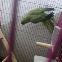 جفت طوطی ملنگو