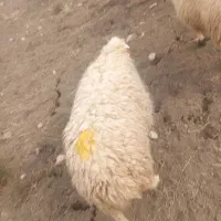 بره ماده