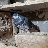 پرشی|پرنده|فیروزه, |دیوار