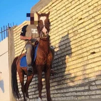 اسب