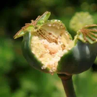 ترک اعتیاد در ۳روز فقط فقط اقدام کن