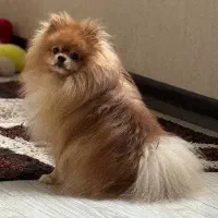 پامرانین خرسی نر وارداتی پامر