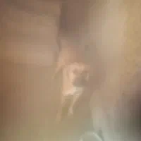 سگ. نگهبان. وگله|سگ|بیرجند, |دیوار