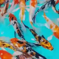 مای زینتی کوی ارزان