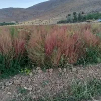 جارو شیرازی دسته بزرگ