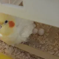 عروس هلندی|پرنده|پاکدشت, پاکدشت (مامازند)|دیوار