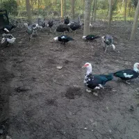 اردک و قو غاز