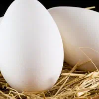 20 عدد تخم غاز نطفه دار تازه تازه