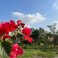 گلخانه|فروش دفتر صنعتی، کشاورزی، تجاری|رشت, حومه رشت|دیوار