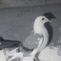 دوکت سبز خطی پلاکی