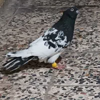 ای کله ای باخت رفته
