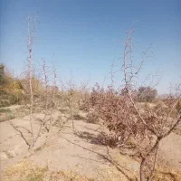 فروش زمین کشاورزی از چاه سنگ نوشته کلاته ملک|فروش زمین و ملک کلنگی|خوسف, |دیوار