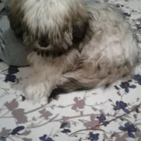 فروش یا معاوضه با عروس هلندی|سگ|ملایر, |دیوار