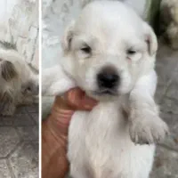 سگ وچهار بچه شیر خواهر