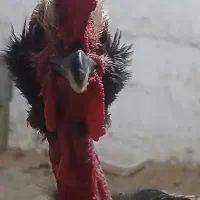 دو عدد خروس محلی اصیل