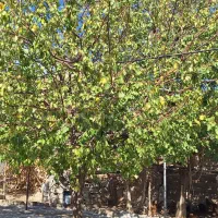 فروش یک خانه مسکونی درروستای داشبند|فروش زمین و ملک کلنگی|سیمینه, |دیوار