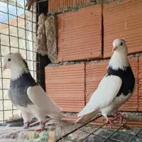 طوقی. پلاکی. شاهپر