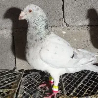 کبوتر(کفتر)هفرنگ کبود نر