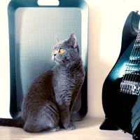 اسکاتیش ماده بلو