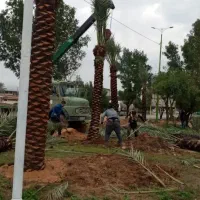 انواع نهال مرکبات|حراج|اصفهان, دانشگاه اصفهان|دیوار