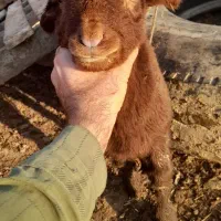 بره نر بره شیری بزغاله گوسفند کاور شیشک ساورین