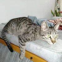 گربه خونگی