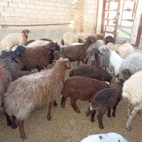 میش بره دار