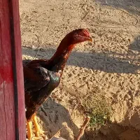 مرغ و خروس لاری|حیوانات مزرعه|شاهرود, |دیوار