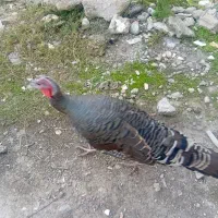 معاوضه بوقلمون ماده بانر