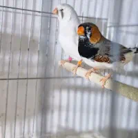 فروش فنچ کینگ مولد