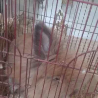 حیوان خانگی