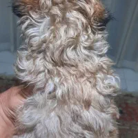 توله سگ های آپارتمانی نژاد پودل|سگ|مشهد, شهید رضوی|دیوار