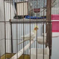 عروس هلندی|پرنده|لامرد, |دیوار