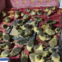 جوجه غاز|حیوانات مزرعه|هشترود, |دیوار