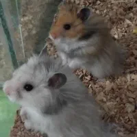 همستر میمیاتوری|موش و خرگوش|شیراز, سلطان آباد|دیوار