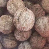 گردو، مال امسال به صورت هزاری به فروش میرسد|خوردنی و آشامیدنی|جوانرود, |دیوار