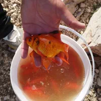 ماهی قرمز  عید بزرگ