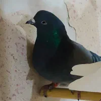 فروش چند عدد حیون کار درست|پرنده|سیرجان, |دیوار