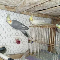 عروس هلندی|پرنده|طرقبه, |دیوار