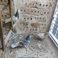 کفتر پرشی|پرنده|نیشابور, ابراهیم ادهم|دیوار