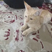گربه