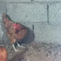 تخم مرغ محلی