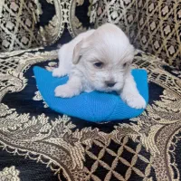 پاپی|سگ|فولادشهر, B9|دیوار