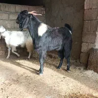 سورین