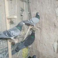 کبوتر آلمانی|پرنده|قائن, |دیوار