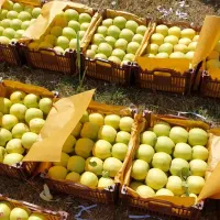 سیب  سفیددوردیف شیشه ای دالانپر