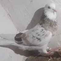 کبوتر