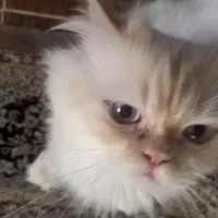 گربه پرشین نر